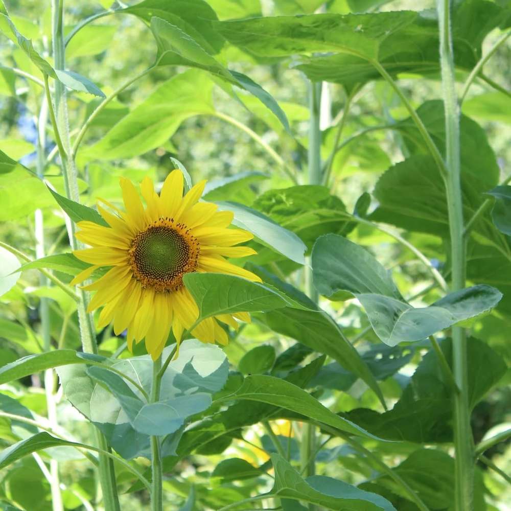 Meet your Posher, Rachael